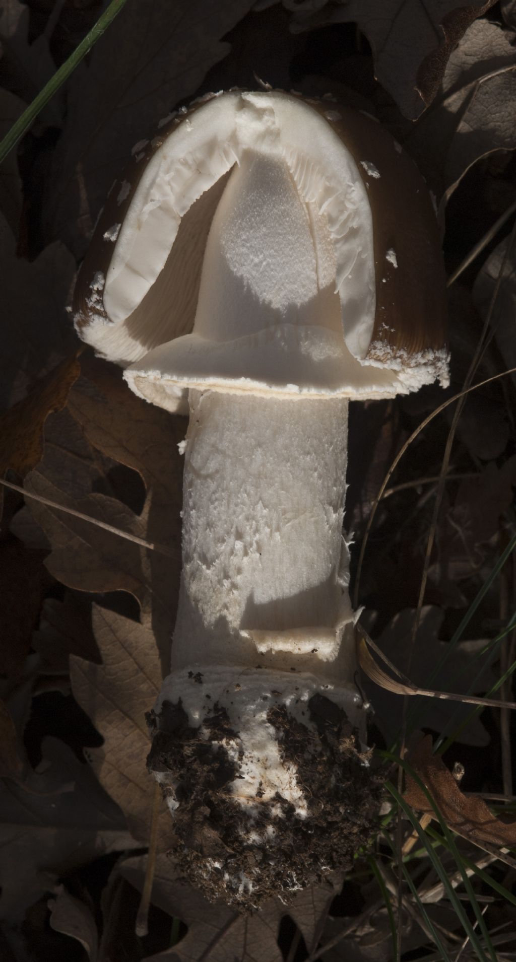 Amanita Pantherina??